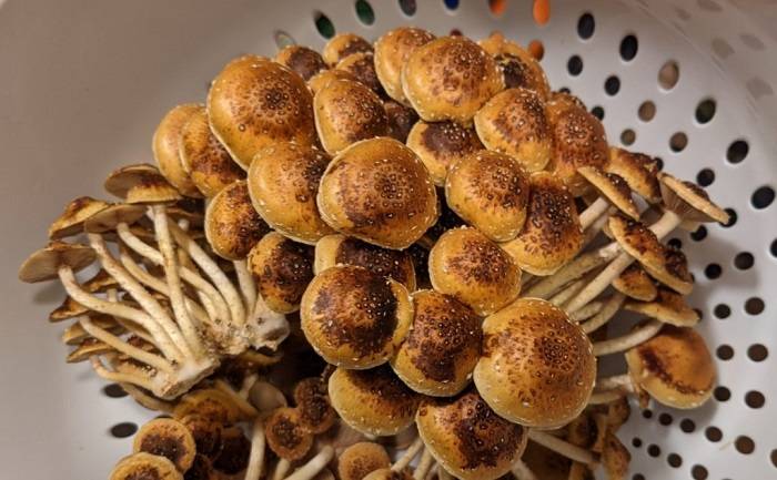 harvesting chestnut mushroom clusters 1024x634 1